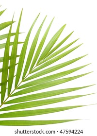 Palm Leaves Isolated On White