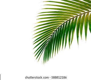 palm leaves isolated on white background - Shutterstock ID 588812186