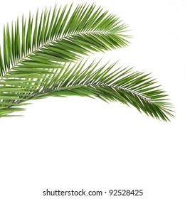 Palm Leaves Isolated On White