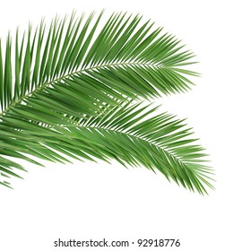 Palm Leaves Isolated On White