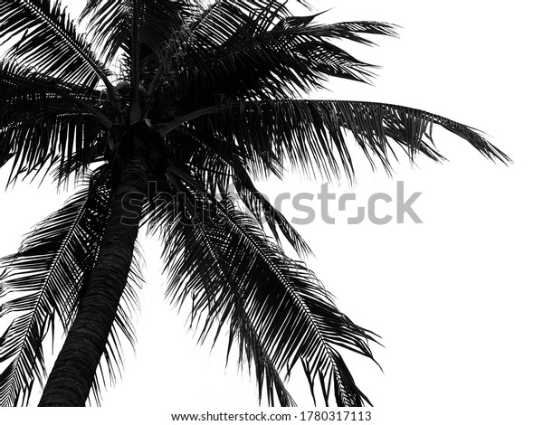 Palm Leaves Isolated On White Background Stock Photo 1780317113 ...