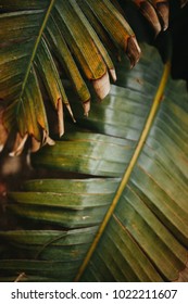 Palm leaves near our apartment in Capelas, Azores. - Shutterstock ID 1022211607