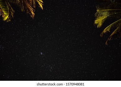 Palm leaves on a background of the starry sky