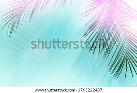 Palm leaves on blue background in sunlight