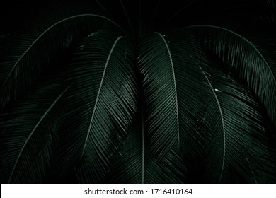 Palm Leaves On Dark Background In The Jungle. Dense Dark Green Leaves In The Garden At Night. Nature Abstract Background. Tropical Forest. Exotic Plant. Beautiful Dark Green Leaf Texture.