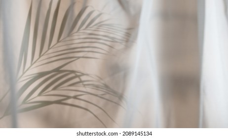Palmblätter, Schatten auf beigem Hintergrund, Gefrierbewegung