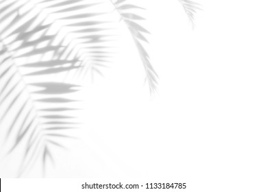 Palm Leaves And Shadows On A White Wall