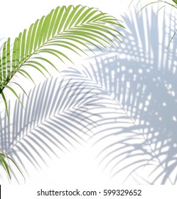 Palm Leaves And Shadows On A White Wall Background.