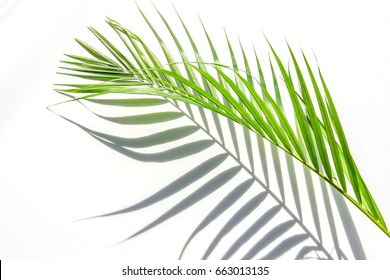 Palm Leaves And Shadows On A White Wall