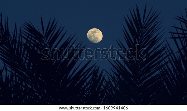 palm leaves silhouettes with full moon on\
background, Tropical night. Full moon and palm leaf abstract\
background. Copy space of nature environment and travel adventure\
concept. Vintage tone\
filter