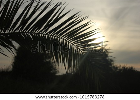 Similar – Image, Stock Photo Let the grass grow over it…