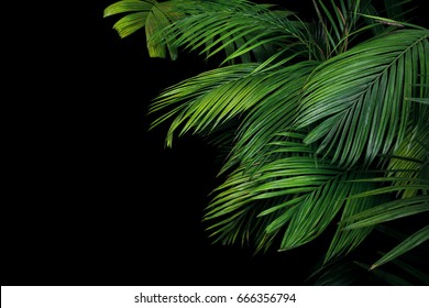 Palm Leaves, The Tropical Plant Growing In Wild On Black Background.