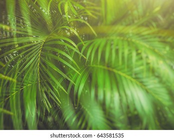 Palm leaves.Overlapping image
