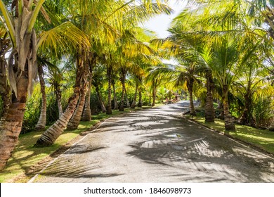 Palm Lined Road In Las Terrenas, Dominican Republic