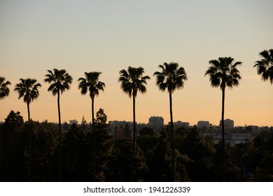 Palm Lined Sunset View Of The Downtown Skyline Of Anaheim, California, USA.