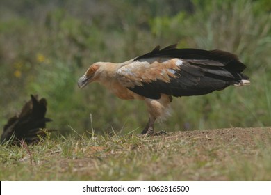 Palm Nut Vulture