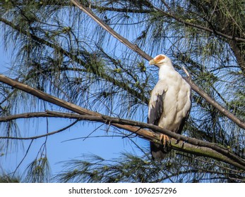 Palm Nut Vulture