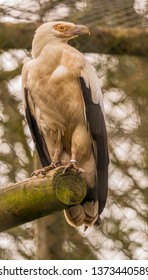 Palm Nut Vulture