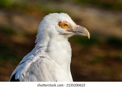 Palm Nut Vulture Portrait Looking Right