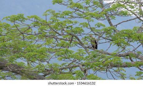 Palm Nut Vulture At Reserva De Namibe In Angola