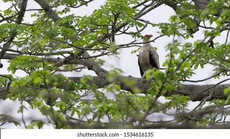 Palm Nut Vulture At Reserva De Namibe In Angola