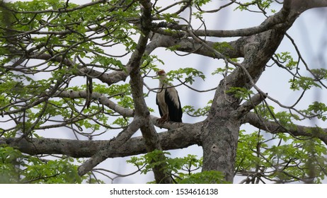 Palm Nut Vulture At Reserva De Namibe In Angola