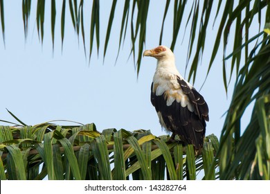 A Palm Nut Vulture Sitting In A Palm Tree