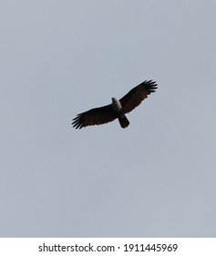 Palm Nut Vulture Soaring Overhead