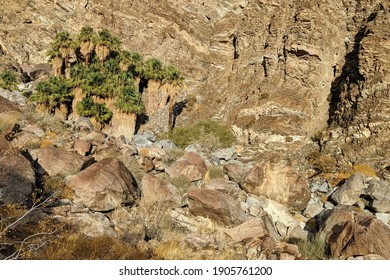 Palm Oasis In Dead Indian Canyon, Santa Rosa And San Jacinto Mountains National Monument, California