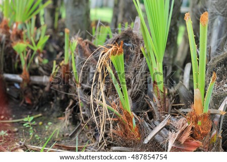 Palm offshoot