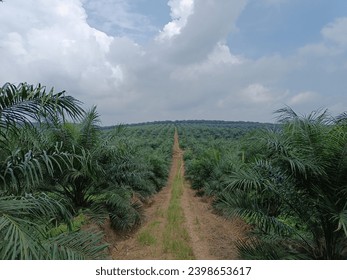 Palm Oil Estate TBM TM