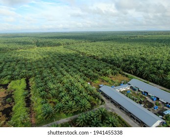 The Palm Oil Estates at Sarawak, the Borneo Island, Malaysia