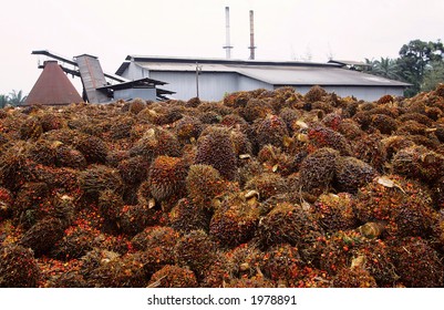 Palm Oil Factory