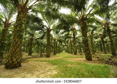 Palm Oil Farm And Plantation