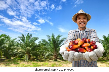 Palm Oil Farmer Showing Palm Oil Nuts With Plantation Background.