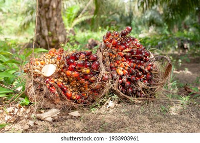 Palm Oil Fruits in Plantation.