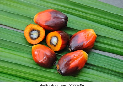 Palm Oil fruits in the Palm tree leaf background.