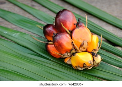 Palm Oil fruits in the Palm tree leaf background, Today it is widely acknowledged as a versatile and nutritious vegetable oil, trans fat free with a rich content of vitamins and antioxidants.