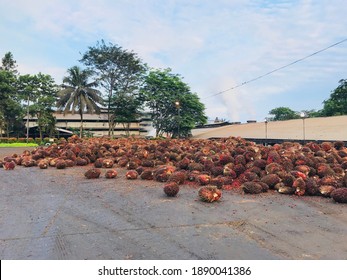 Palm Oil Grading Sorting Area In Palm Oil Mill