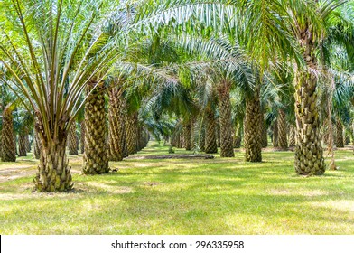 palm oil plantation growing up