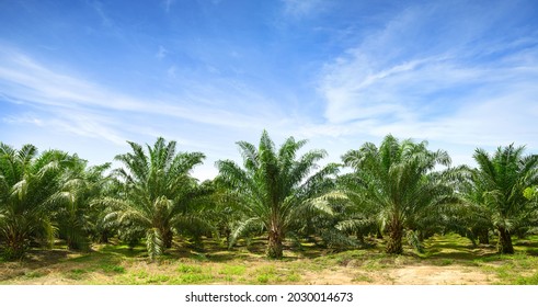 Palm oil plantation growing up with blue sky background.
