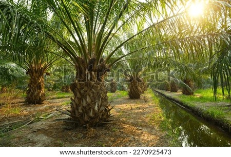 Palm oil plantation growing up with sunrise background.