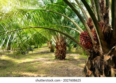 Palm oil plantation growing up. - Shutterstock ID 2027608625
