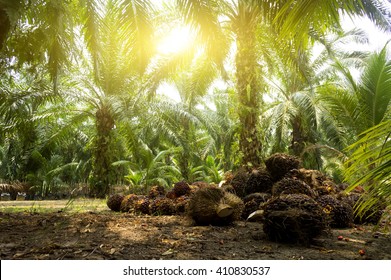 Palm oil plantation and morning sunlight