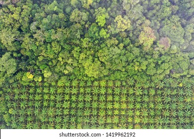 Palm Oil Plantation At Rainforest Edge. Deforestation In Malaysia Destroys Rain Forest For Oil Palms 