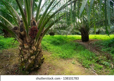 Palm Oil Plantations