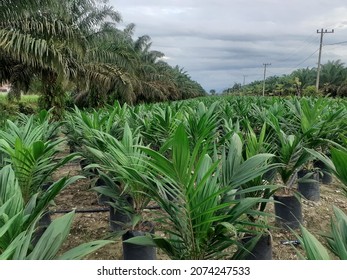 Palm oil prices are skyrocketing, palm oil farmers are ready to plant palm seedlings