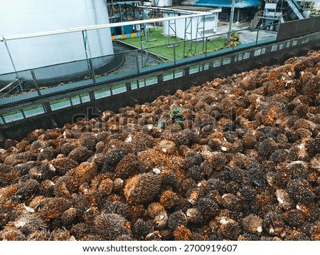 palm oil processing plant loading fresh fruit bunches (FFB) of oil palm
