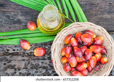 Palm Oil Is The Product  Of Oil Palm Tree.