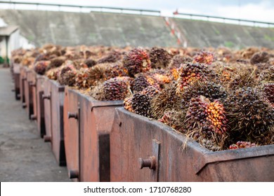 Palm Oil Production From Raw Palm Fruit